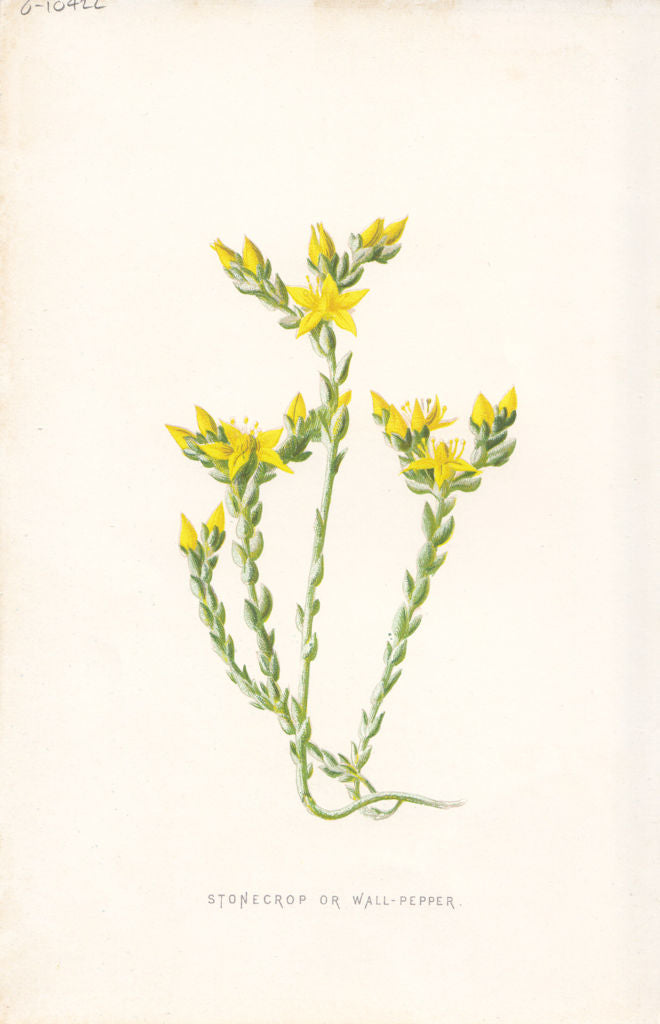 FLOWERS. Stone-Crop or Wall-Pepper c1895 old antique vintage print picture